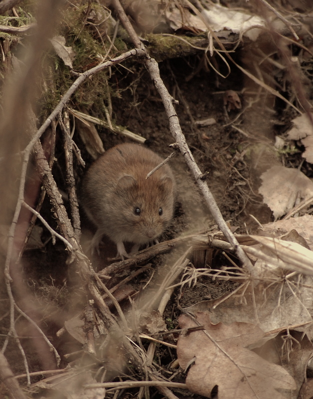 mouse under the rose bush I