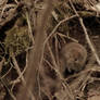 mouse under the rose bush II