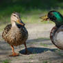 duck couple