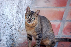 street cat