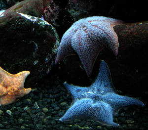 starfishies