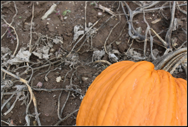 .Pumpkin Patch 2.