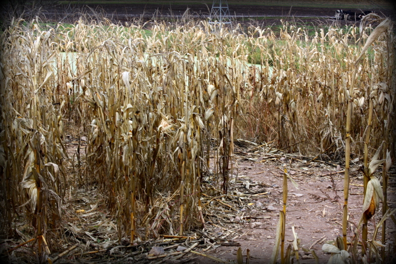 .Path Of Corn.