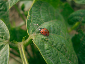 Ladybug