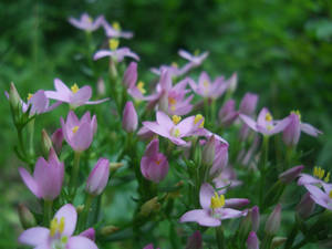 Flowers of the field