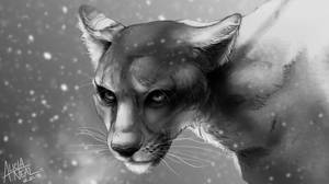 Mountain Lion Study