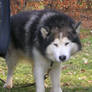 Alaskan malamute