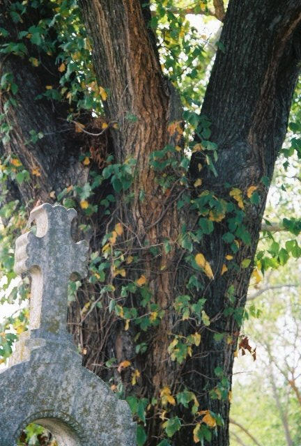 Teh TREE by grimmDANGER on DeviantArt