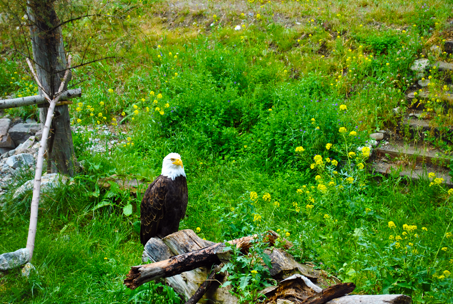 Bald Eagle