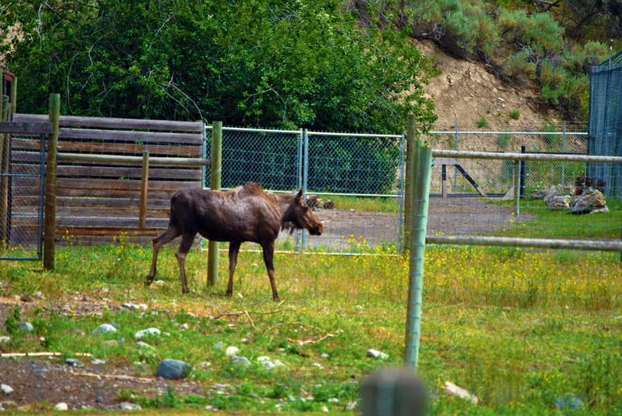 Canadian Moose