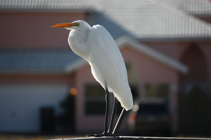 E is for Egret