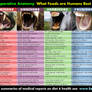 Humans? Omnivores Herbivores Frugivores Carnivores