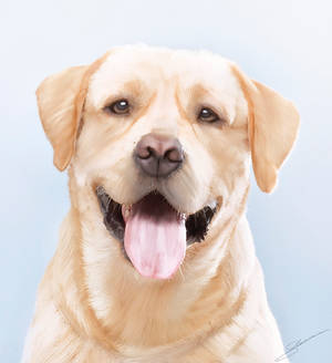 Labrador