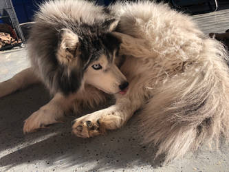 Floofyest Wooly Husky Boye, Odin