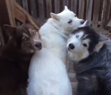 Explore The Best シベリアンハスキー Art Deviantart Explore The Best シベリアンハスキー Art Deviantart