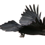 STOCK Raven Flying (with Alpha Layer)