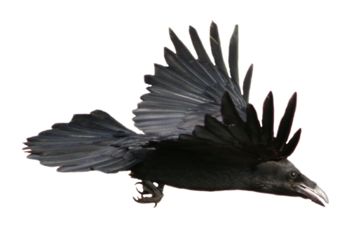 STOCK Raven Flying (with Alpha Layer)