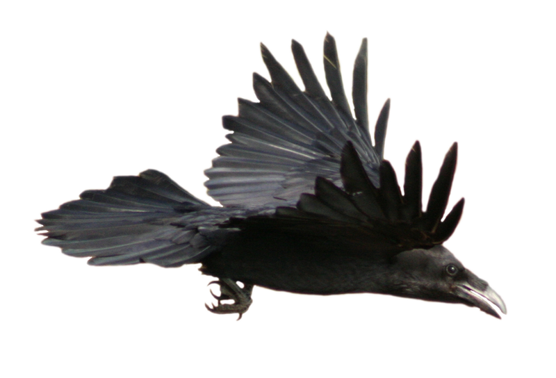STOCK Raven Flying (with Alpha Layer) by netzephyr