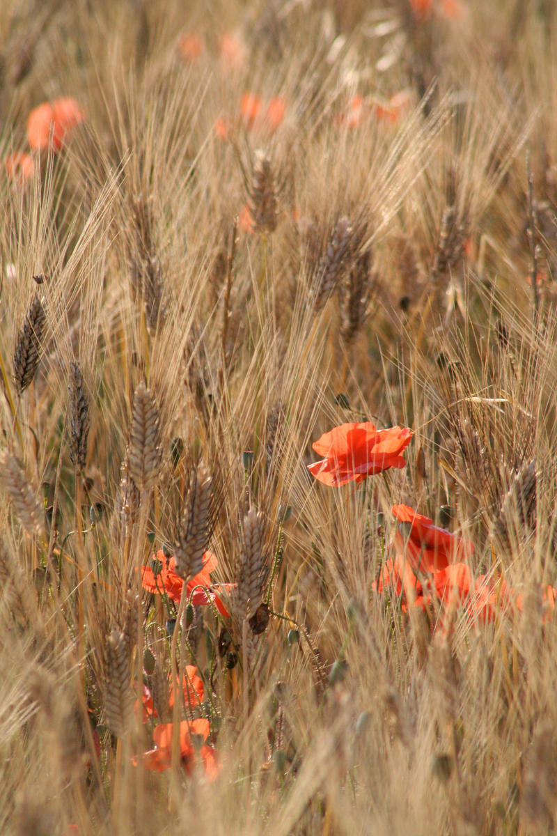 Il n'y a que des fleurs