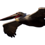 STOCK Brown Pelican Flying (with Alpha Layer)