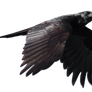 STOCK Common Raven Flying (with Alpha Layer)