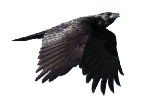 STOCK Common Raven Flying (with Alpha Layer)