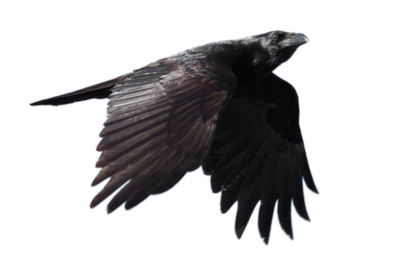 STOCK Common Raven Flying (with Alpha Layer)