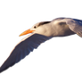 STOCK Royal Tern Flying (with Alpha Layer)