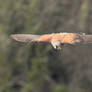 Common Kestrel in Flight, Avon Gorge