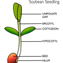 STOCK: Soybean Seedling Illustration
