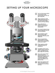 Light Microscope Setup- Teaching Resource