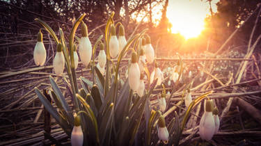 Snowdrops at Sunset