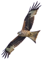 STOCK: Red Kite (Milvus Milvus) in flight - alpha