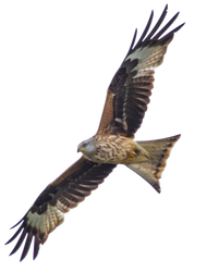 STOCK: Red Kite (Milvus Milvus) in flight - alpha