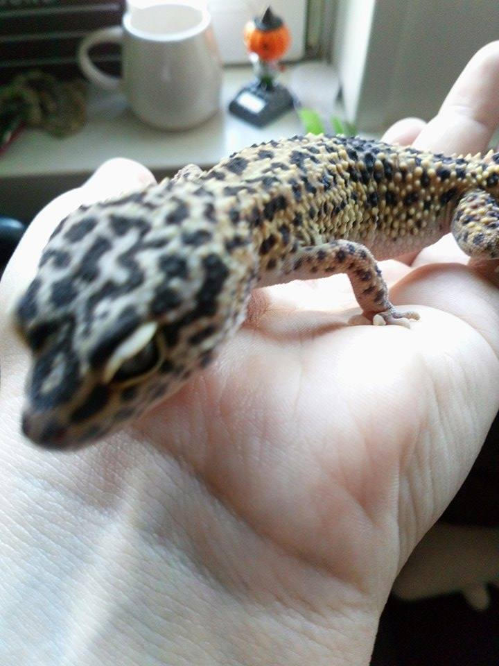 Free Pascal Lizard My lizard pascal 1 (FREE TO USE AS REFENCE) by MrAvocadoNinja on DeviantArt