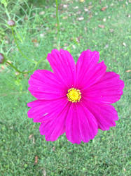 A single purple flower