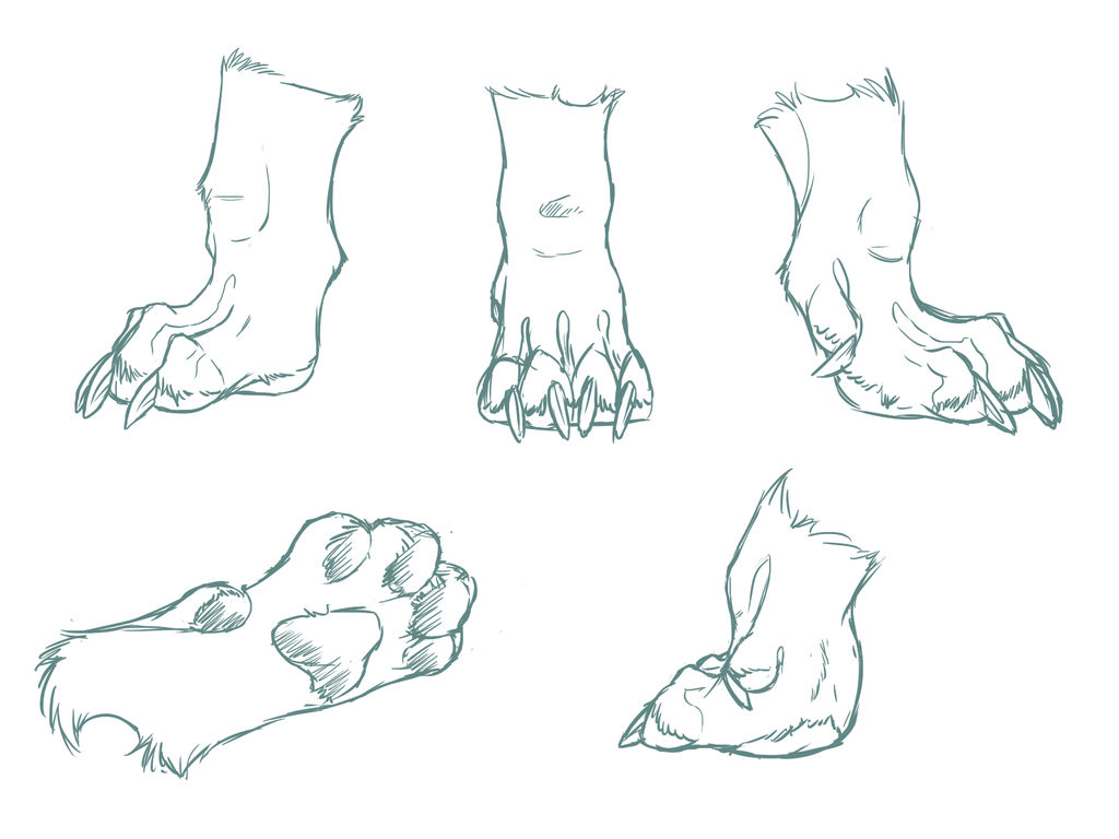 Paw Practice by Solmiu on DeviantArt