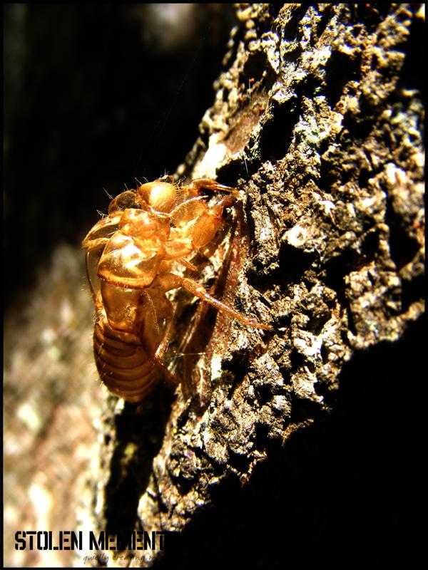 Which Insect Got Shell Insect Shell by Token-Black-Guy on DeviantArt