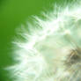 Taraxacum