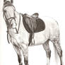 horse for horseluva