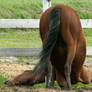 yoga for horses