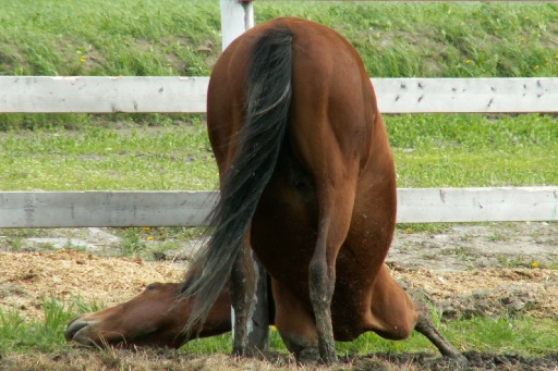 yoga for horses