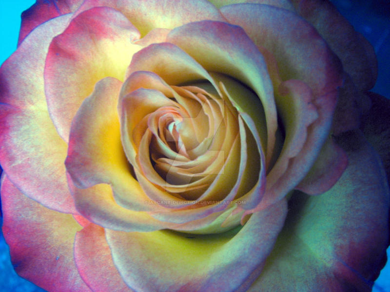 Pastel Rose by arcane-depiction on DeviantArt