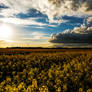 Sunset in field