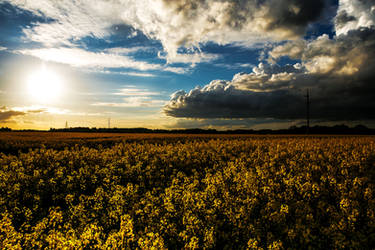 Sunset in field