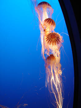 Jellyfish 2