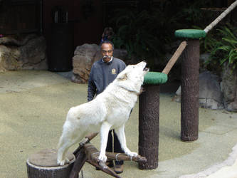 Wolf 3