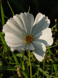 A Sunlit Flower