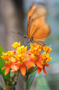 Flambeau butterfly