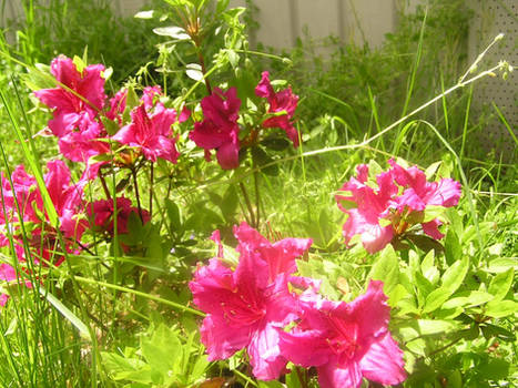 Pink petals in sunlight